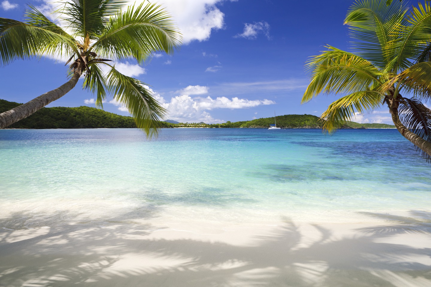 tropical-background-2.jpeg